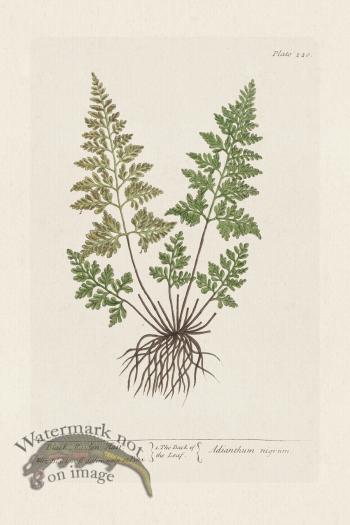 BEE 220 Black Maiden Hair